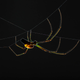 Illustration for article titled These parasite bugs can control their hosts brains from inside